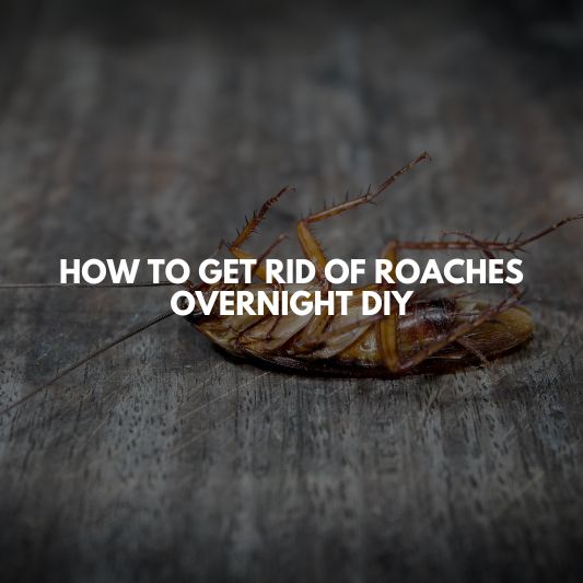 how to get rid of roaches overnight diy